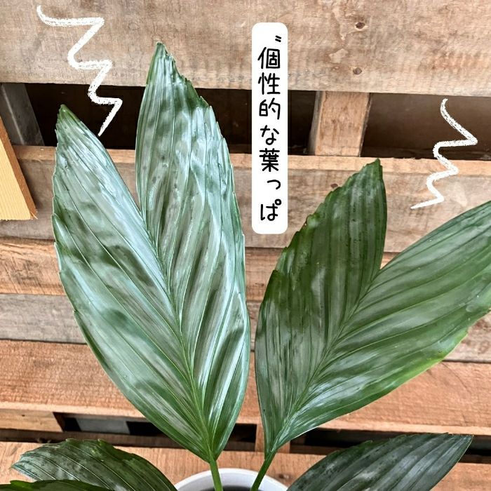 観葉植物現品販売
