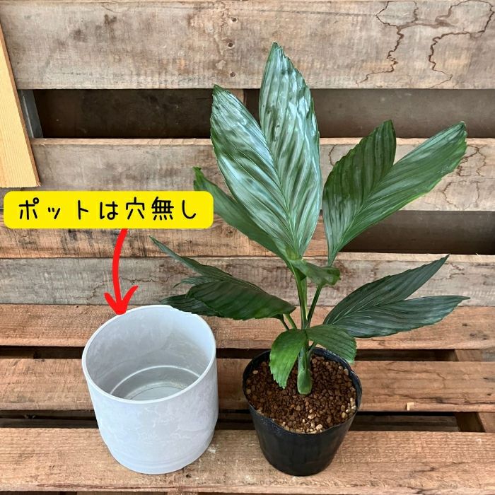 観葉植物現品販売