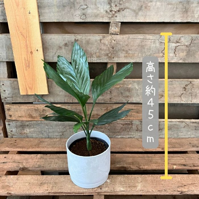 観葉植物現品販売