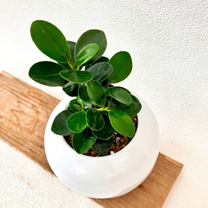 観葉植物現品販売