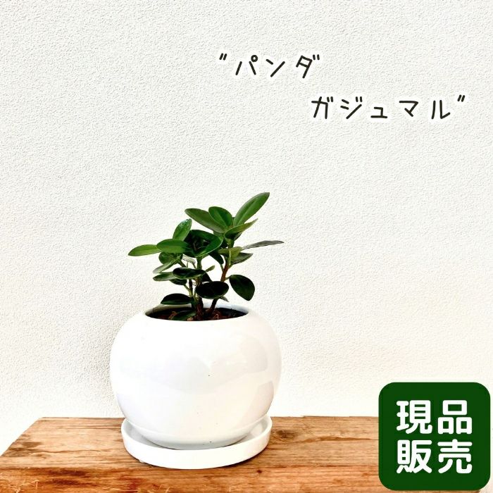 観葉植物現品販売