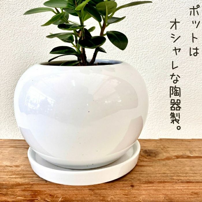 観葉植物現品販売