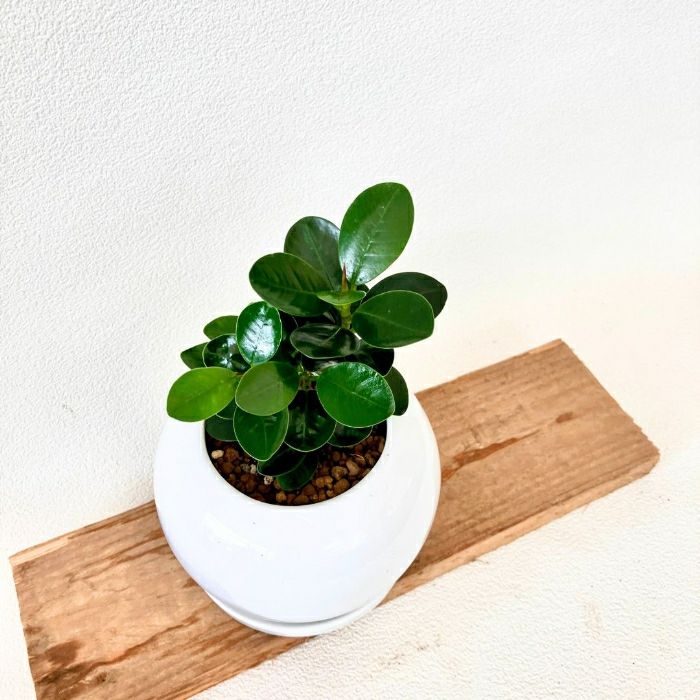 観葉植物現品販売