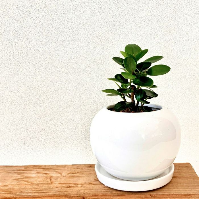 観葉植物現品販売