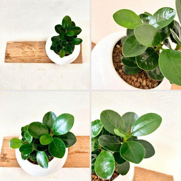 観葉植物現品販売