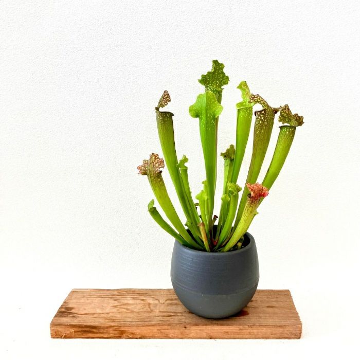 観葉植物現品販売