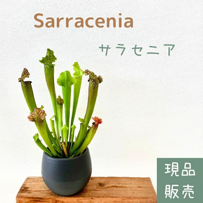 観葉植物現品販売