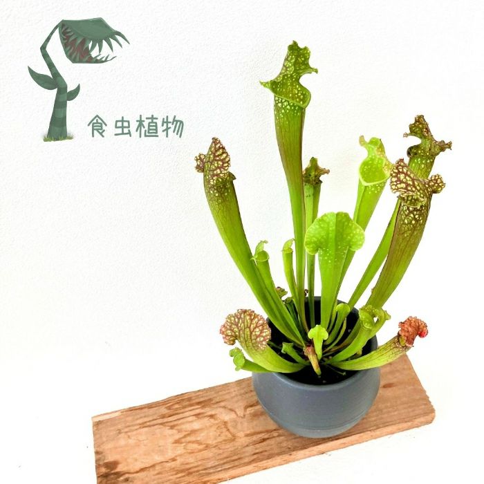 観葉植物現品販売