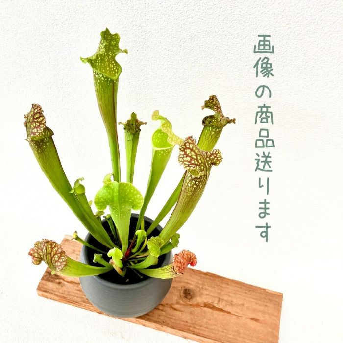 観葉植物現品販売
