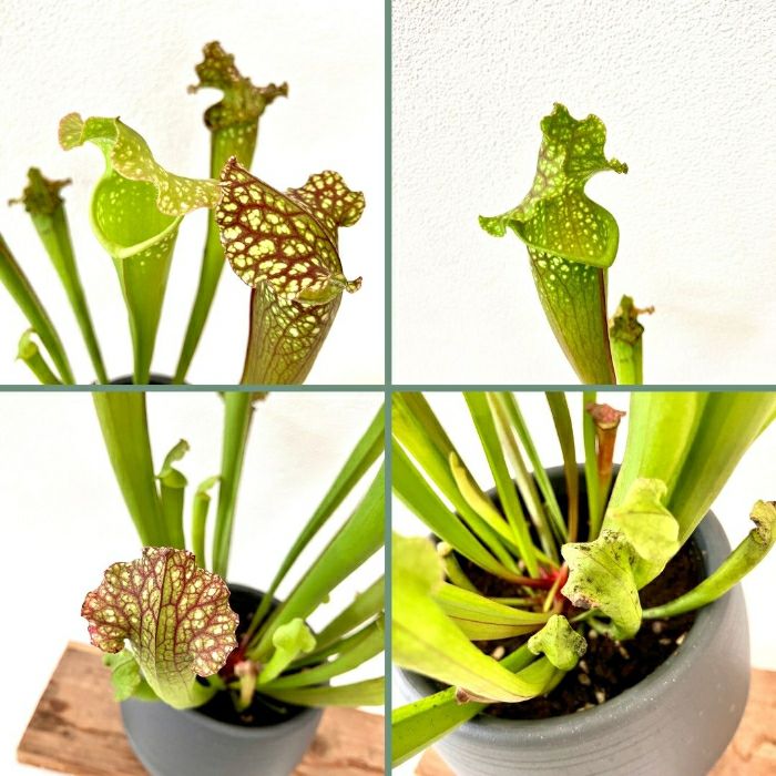 観葉植物現品販売