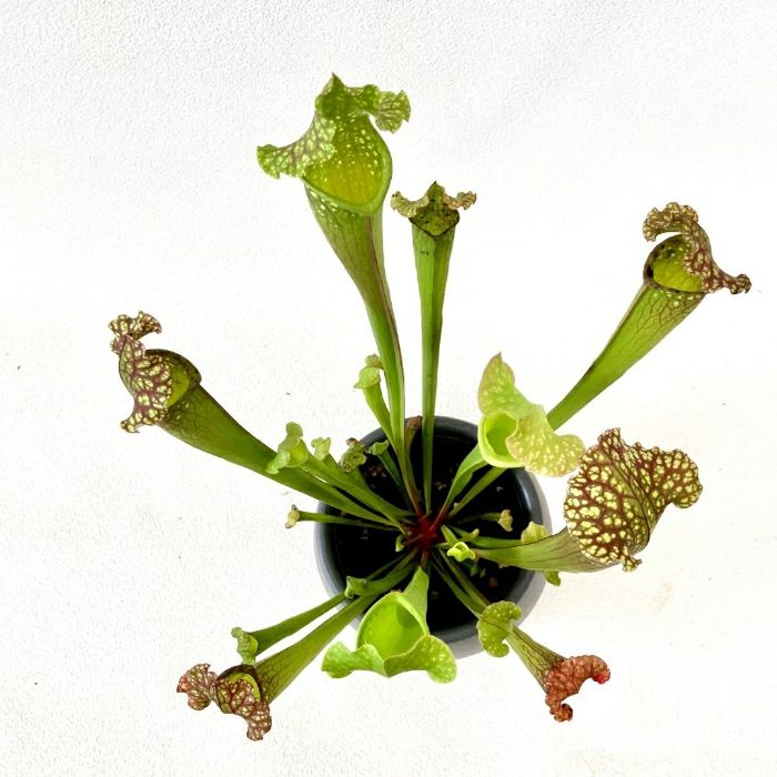 観葉植物現品販売