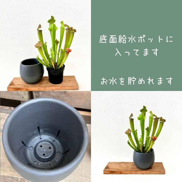 観葉植物現品販売
