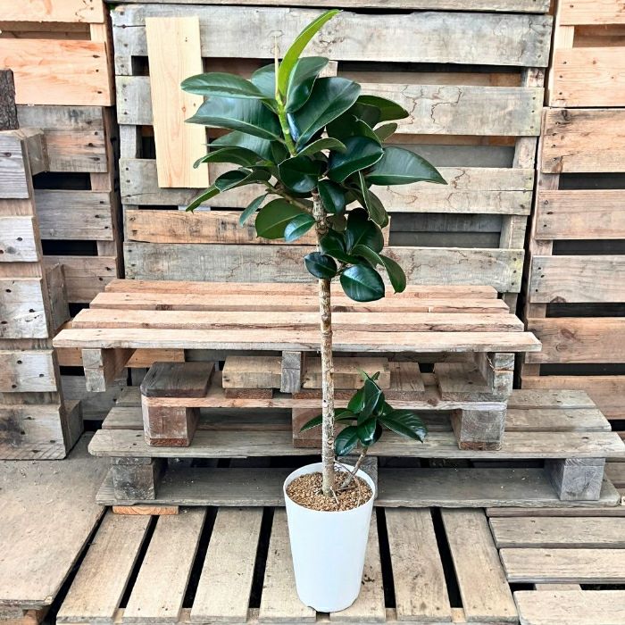 観葉植物現品販売