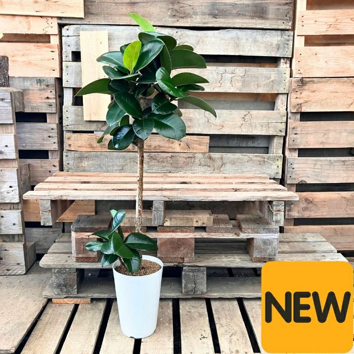 観葉植物現品販売