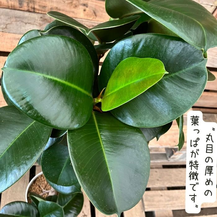 観葉植物現品販売