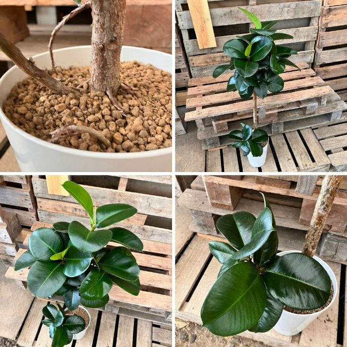 観葉植物現品販売