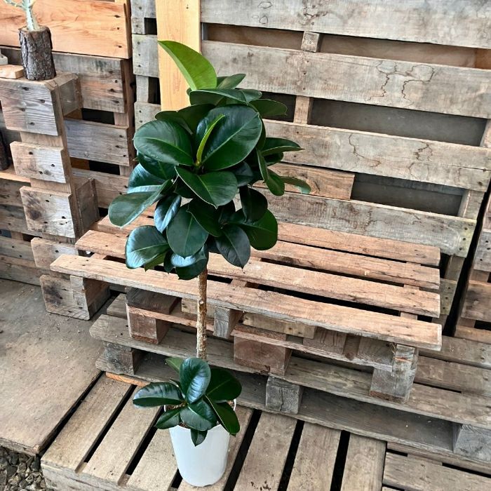 観葉植物現品販売