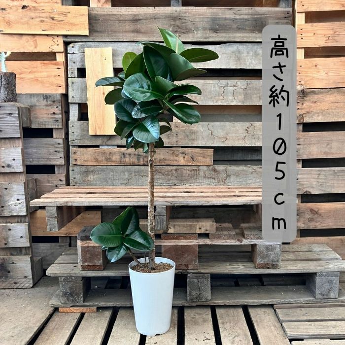 観葉植物現品販売