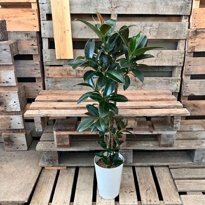 観葉植物現品販売