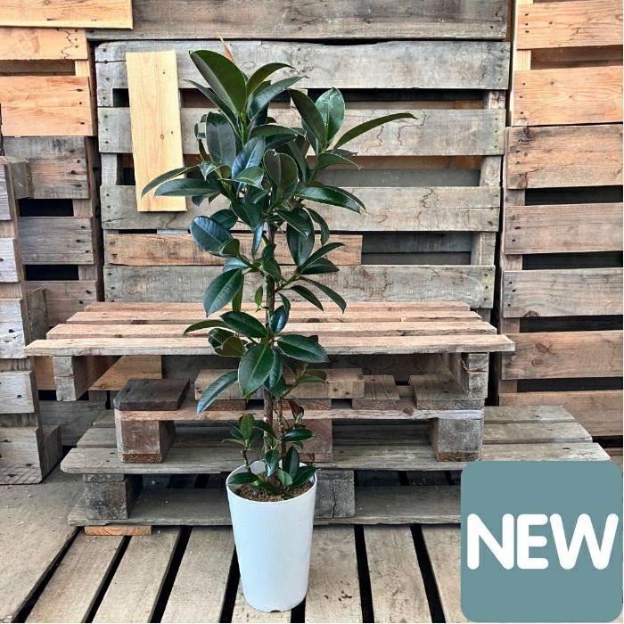 観葉植物現品販売