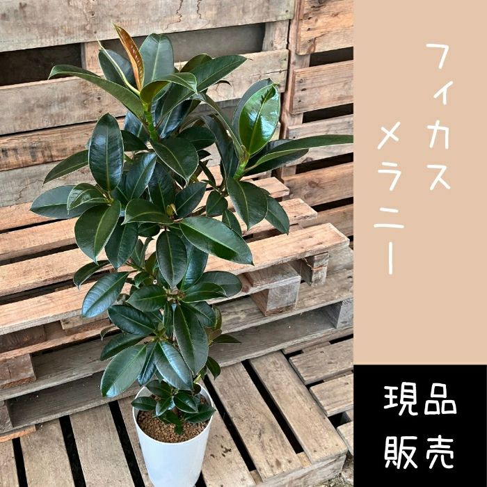観葉植物現品販売