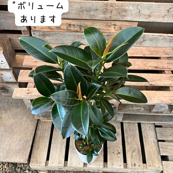 観葉植物現品販売