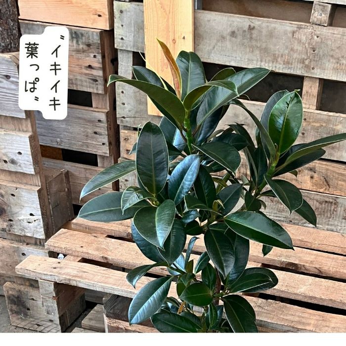 観葉植物現品販売