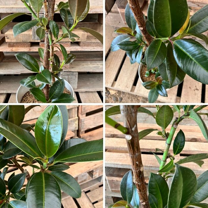 観葉植物現品販売