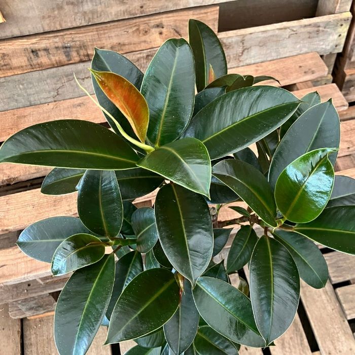 観葉植物現品販売