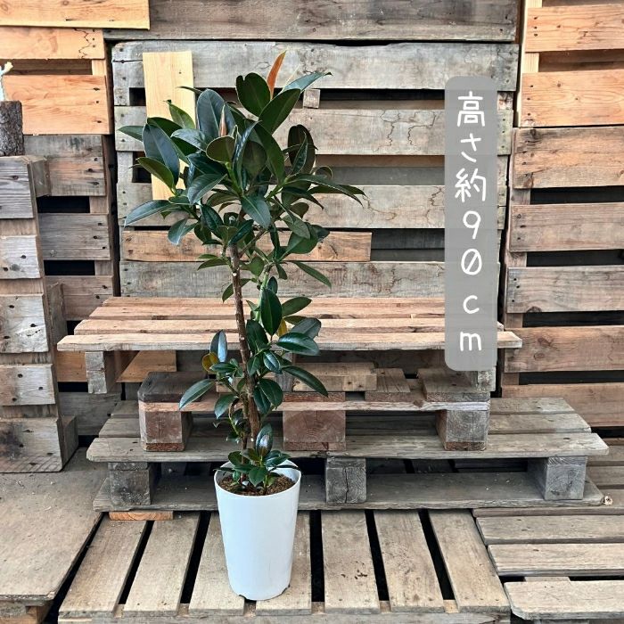 観葉植物現品販売