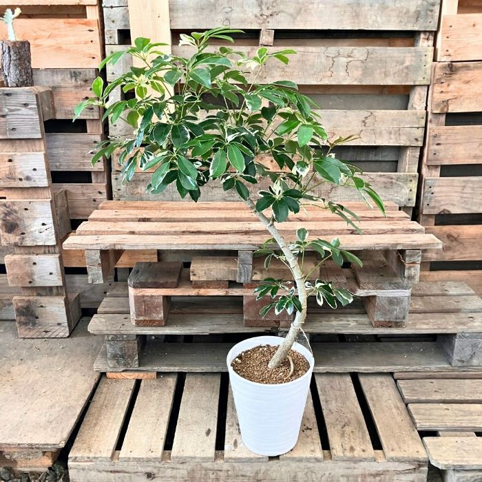 観葉植物現品販売