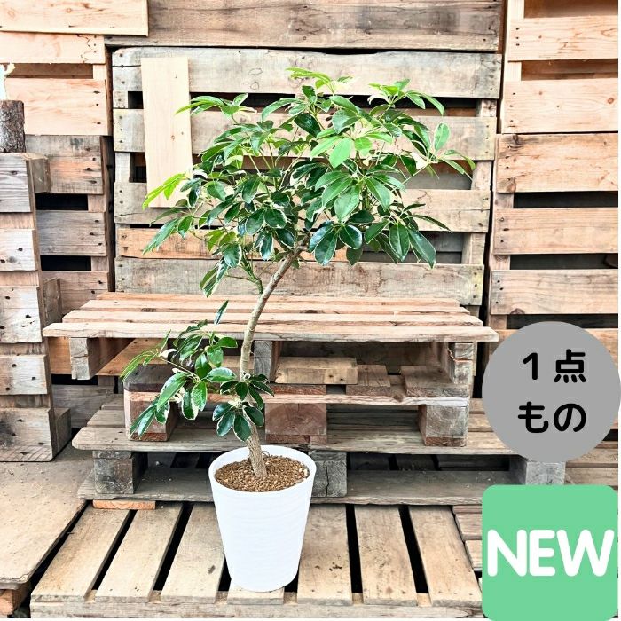 観葉植物現品販売