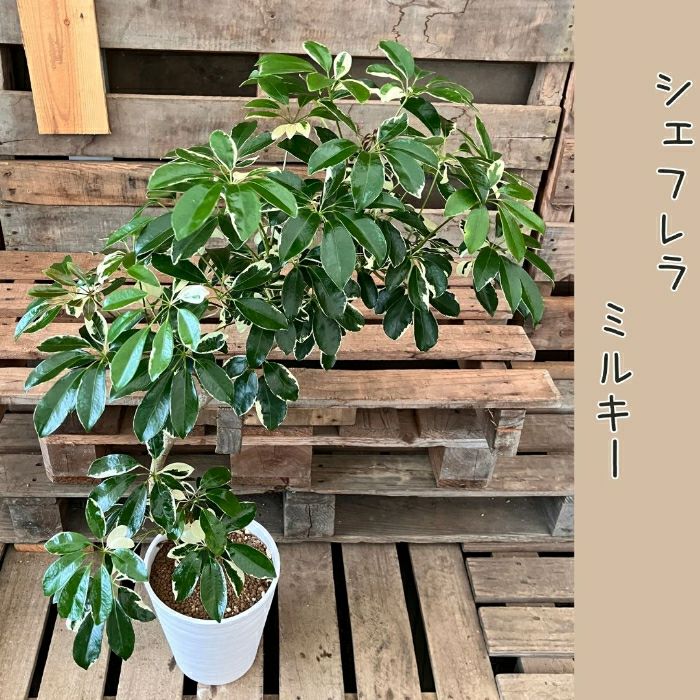 観葉植物現品販売