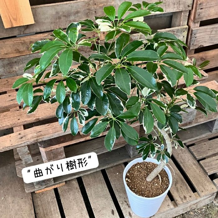 観葉植物現品販売