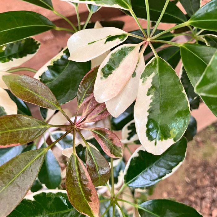 観葉植物現品販売