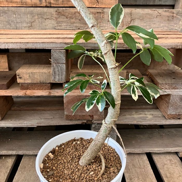 観葉植物現品販売