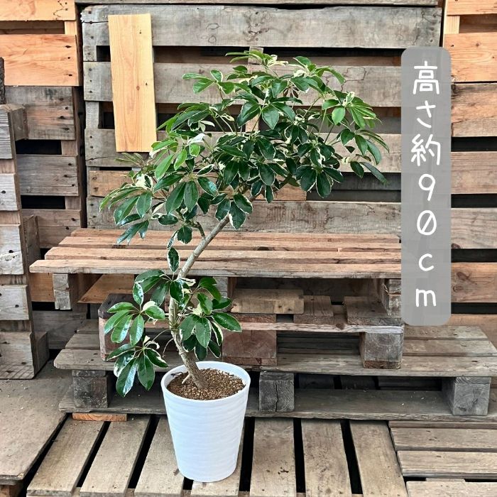 観葉植物現品販売