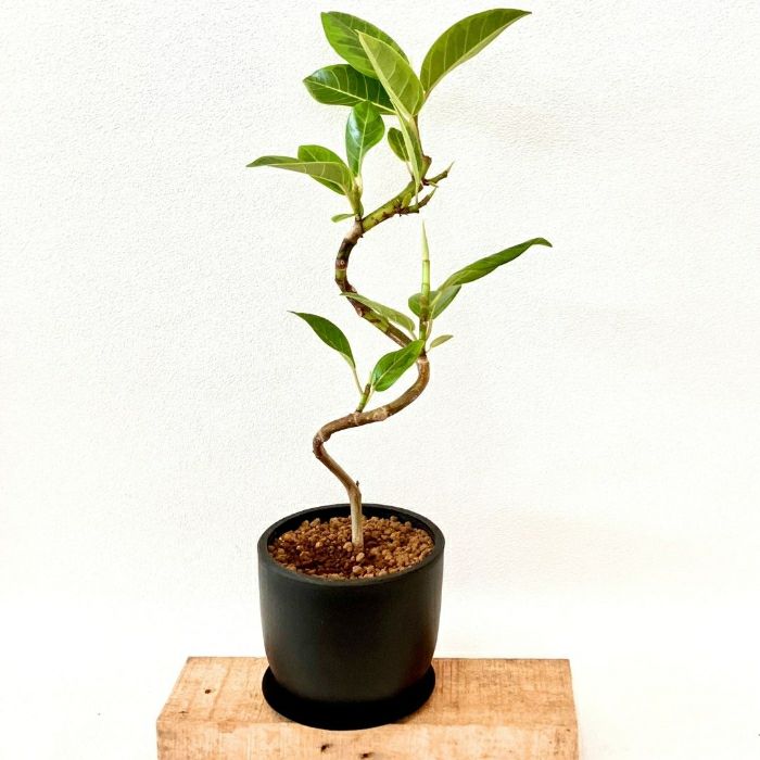 観葉植物現品販売