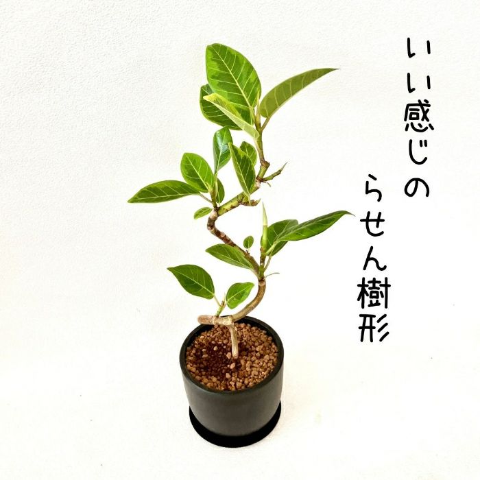 観葉植物現品販売