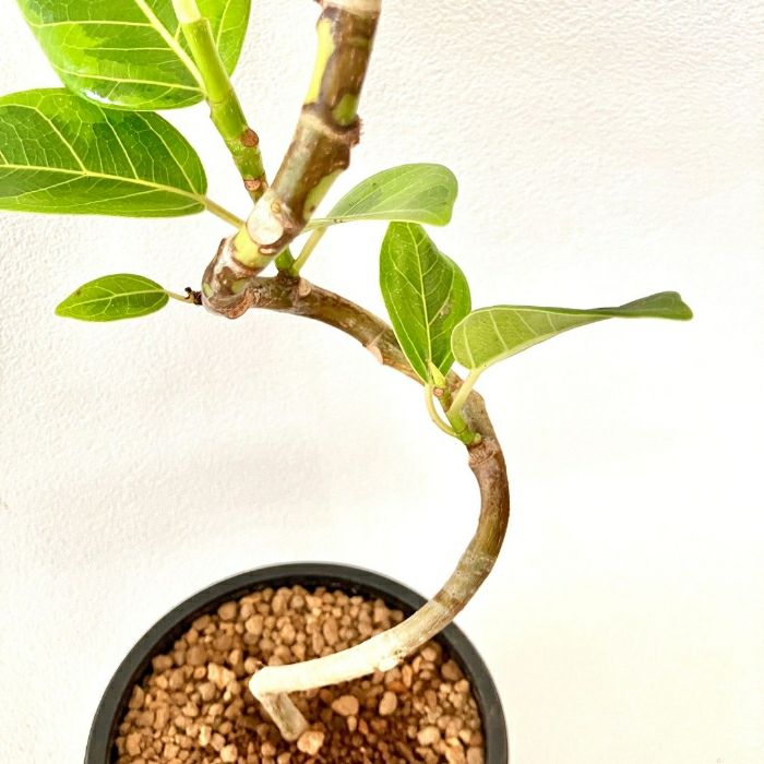 観葉植物現品販売