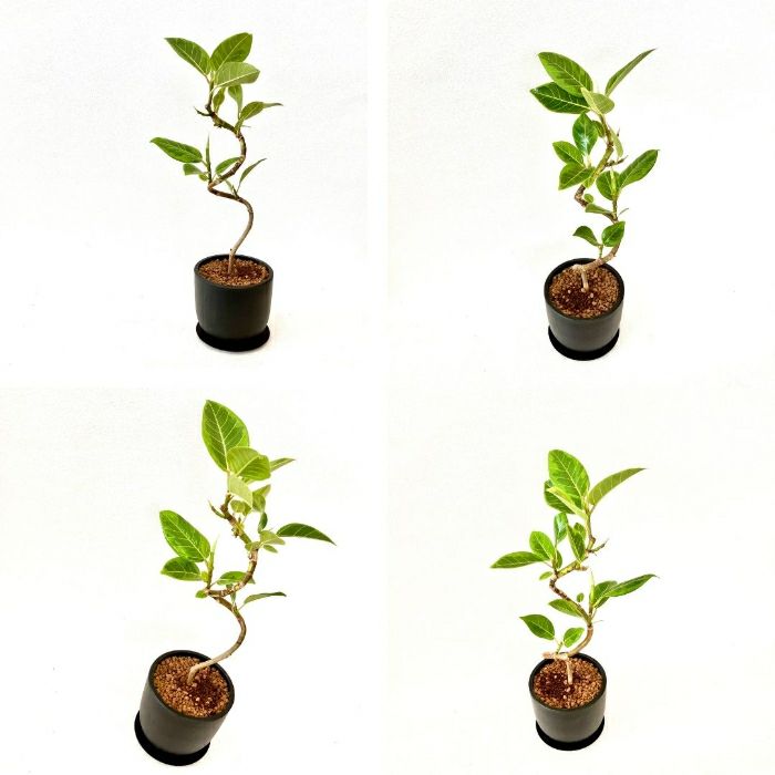 観葉植物現品販売