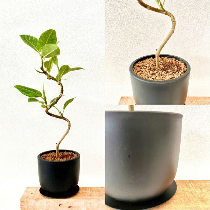 観葉植物現品販売