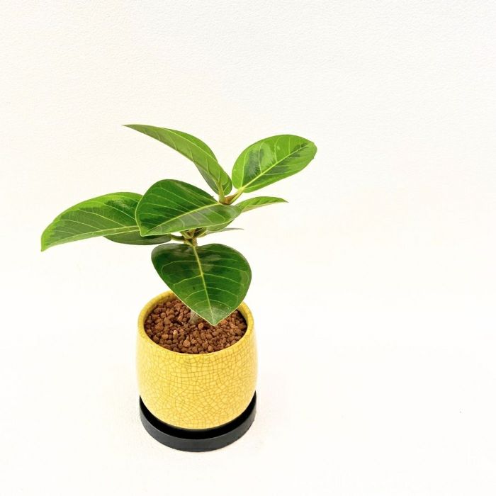 観葉植物現品販売