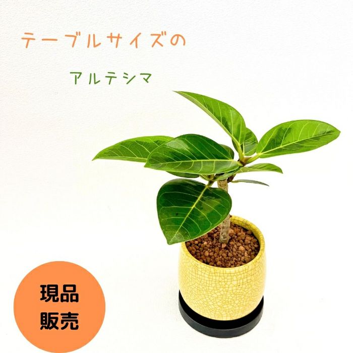 観葉植物現品販売