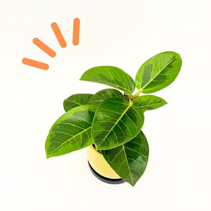 観葉植物現品販売