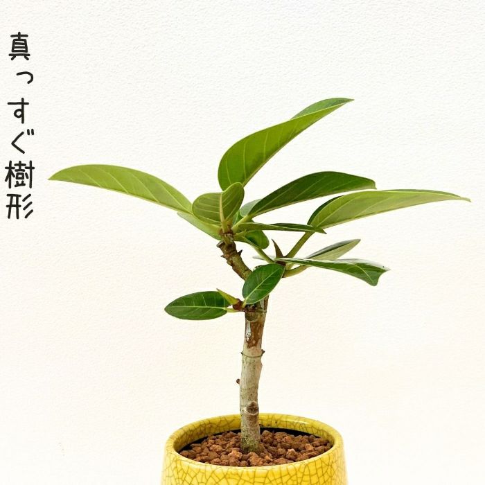 観葉植物現品販売