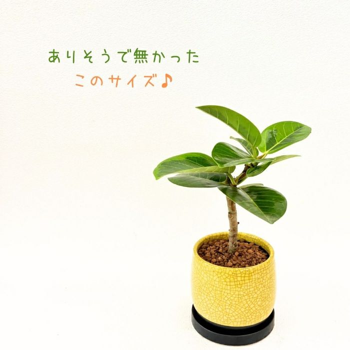 観葉植物現品販売