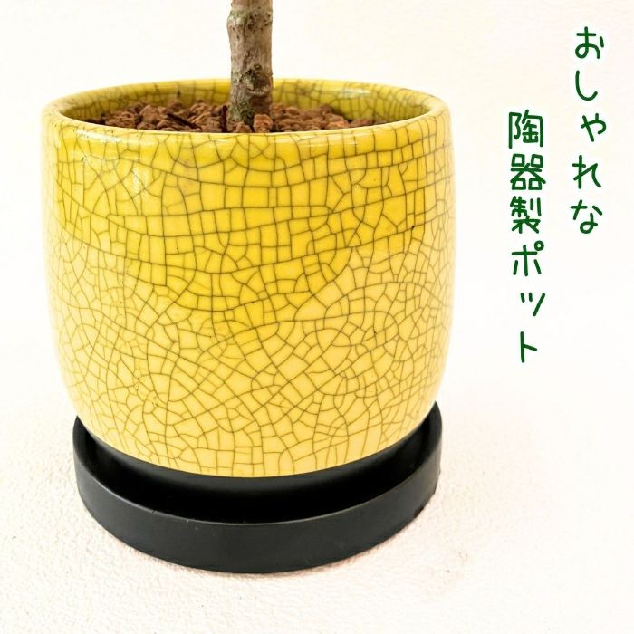 観葉植物現品販売