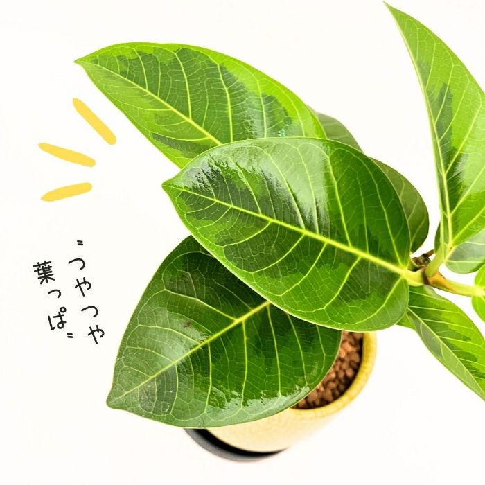 観葉植物現品販売