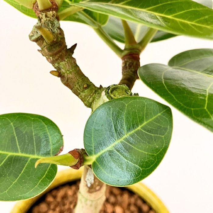 観葉植物現品販売